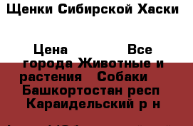 Щенки Сибирской Хаски › Цена ­ 20 000 - Все города Животные и растения » Собаки   . Башкортостан респ.,Караидельский р-н